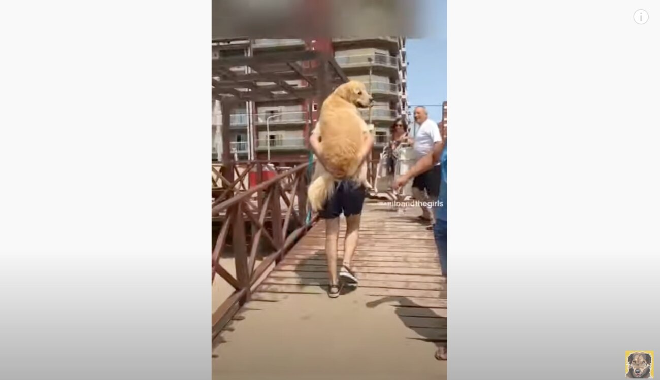 ゴールデンレトリーバー,動画