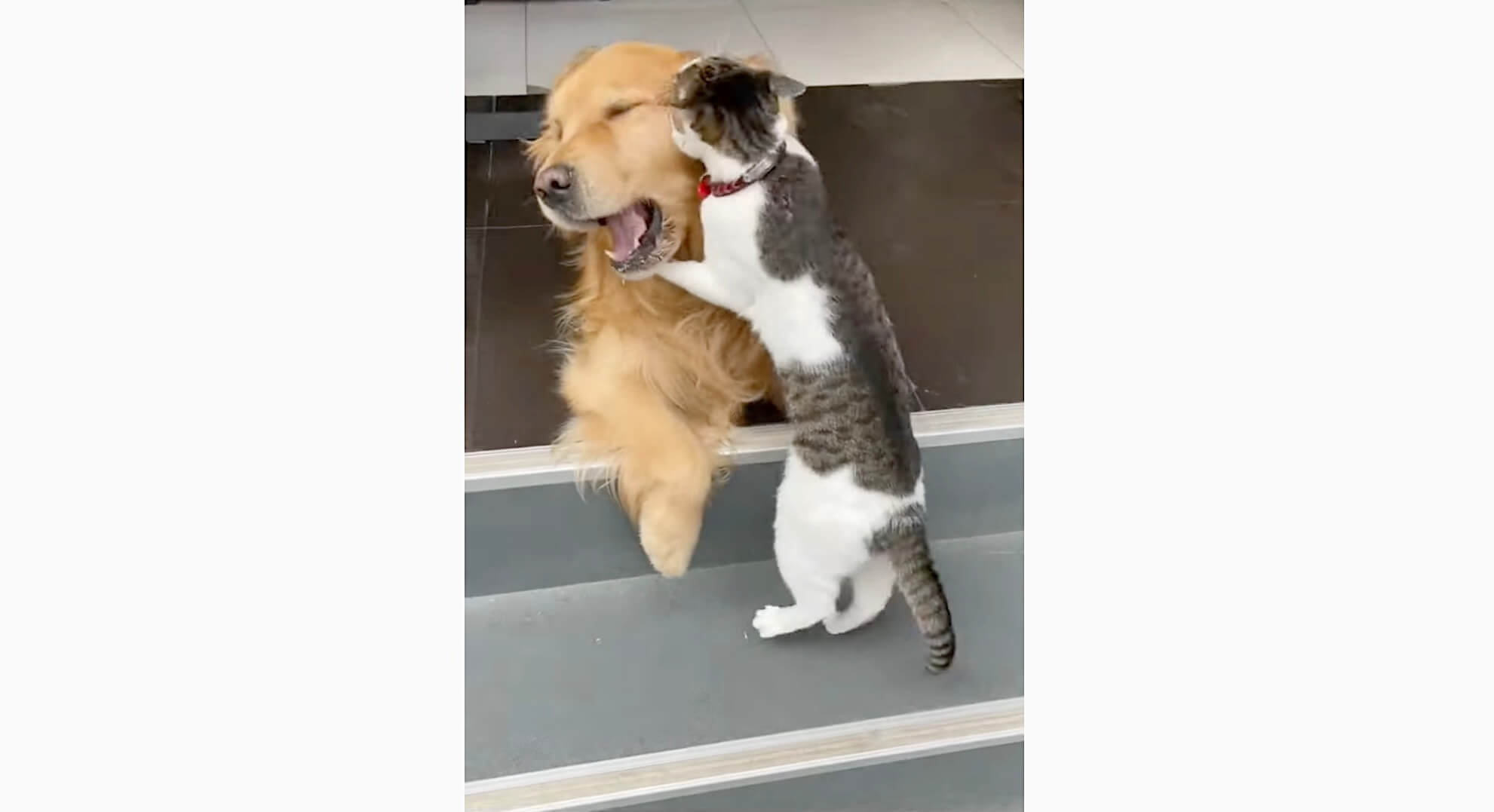 ゴールデンレトリーバー,動画