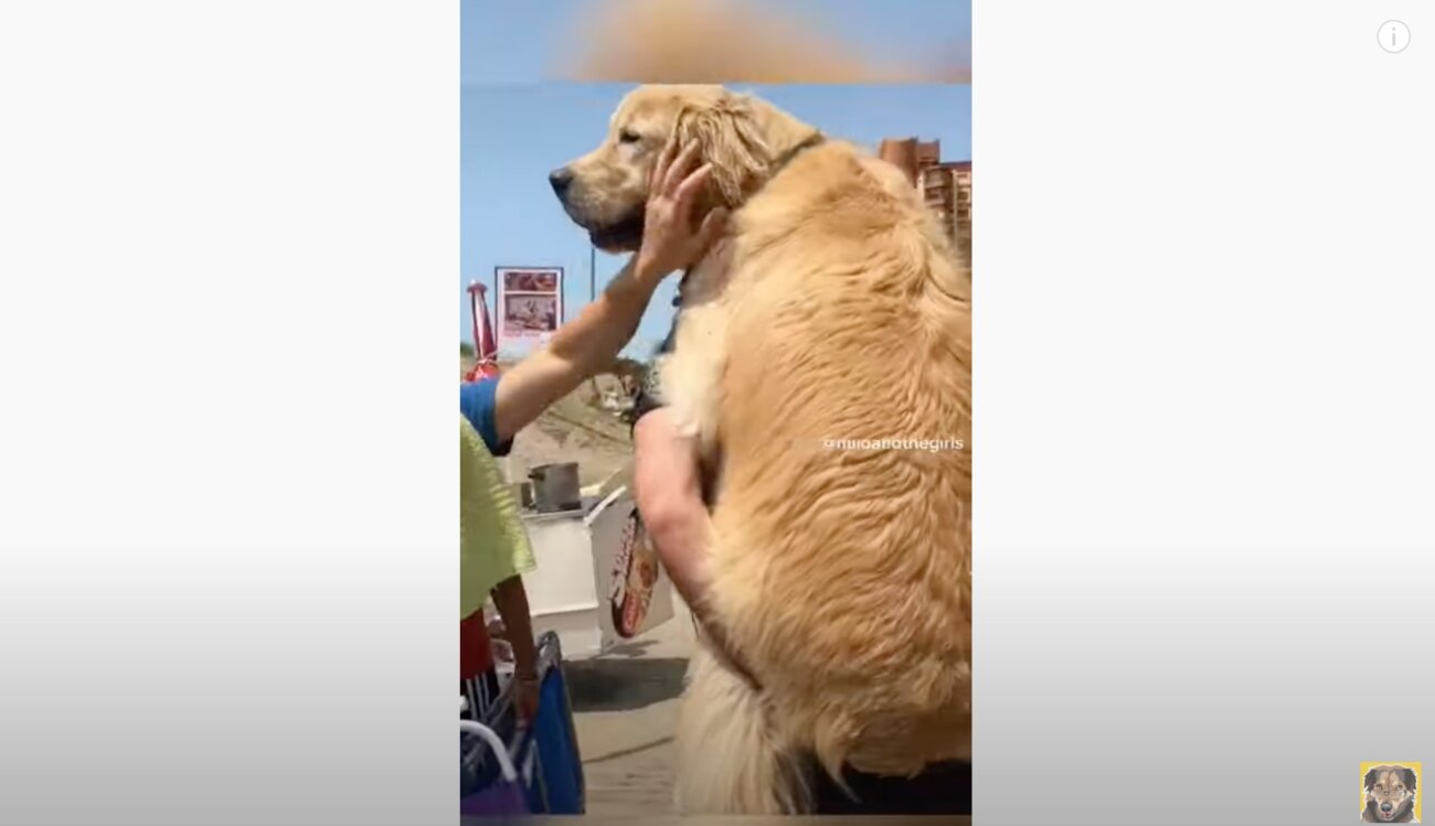 ゴールデンレトリーバー,動画