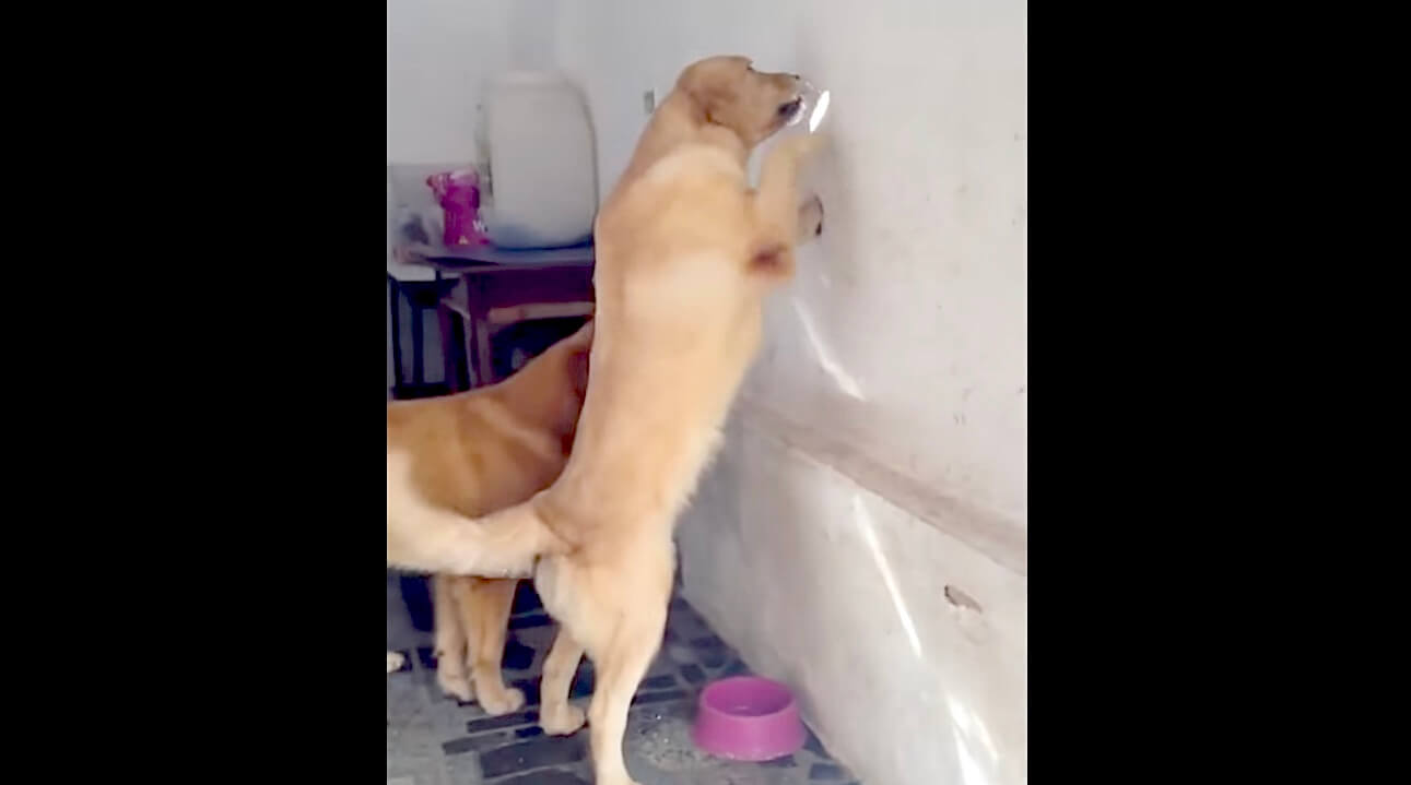 ラブラドールレトリーバー,動画