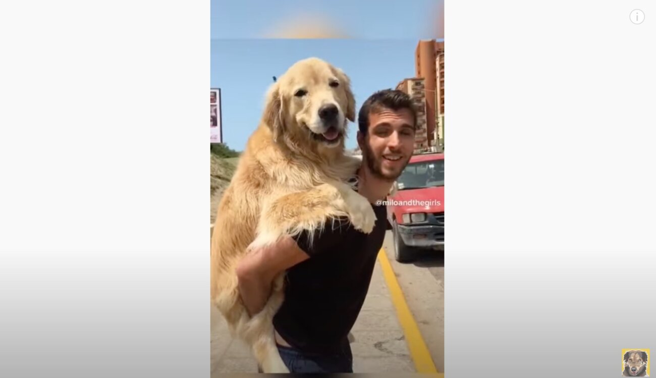 ゴールデンレトリーバー,動画