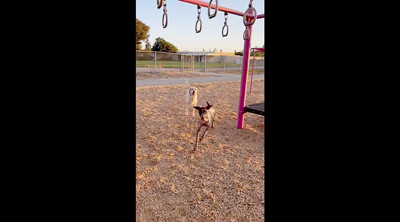 ラブラドールレトリーバー,動画