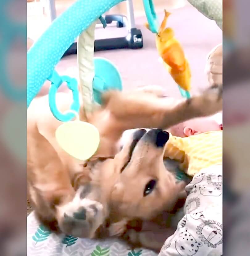 ゴールデンレトリーバー,動画