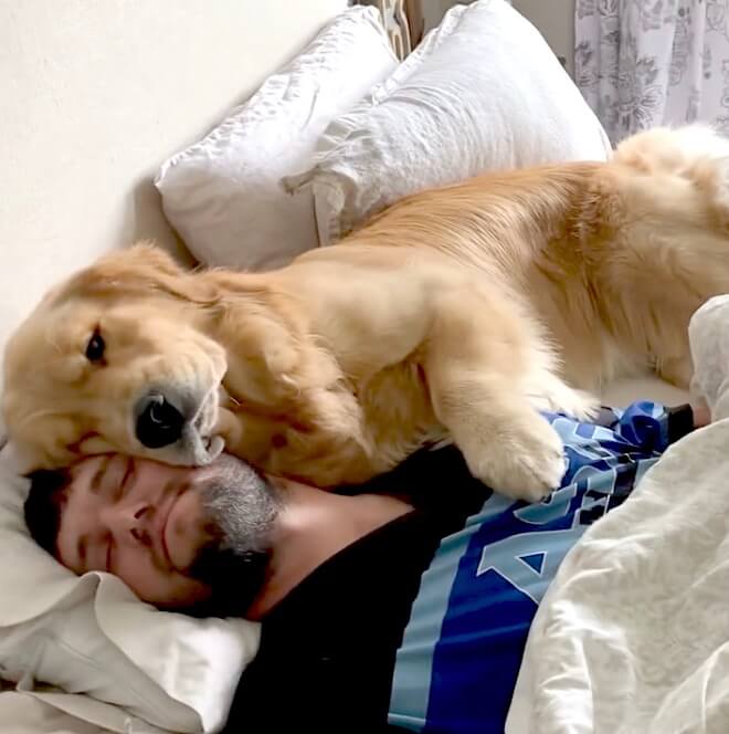 ゴールデンレトリーバー,動画