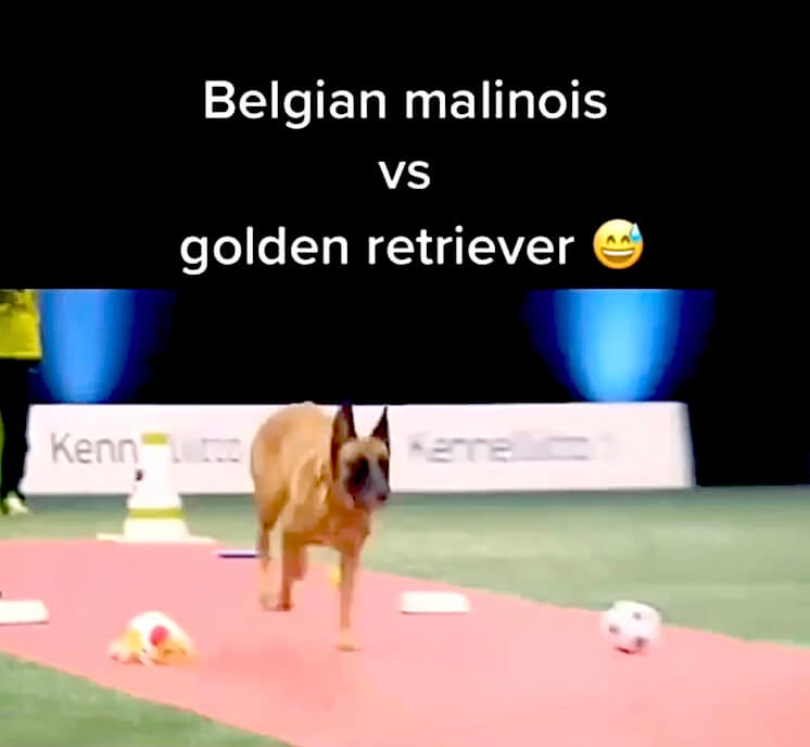 ゴールデンレトリーバー,動画