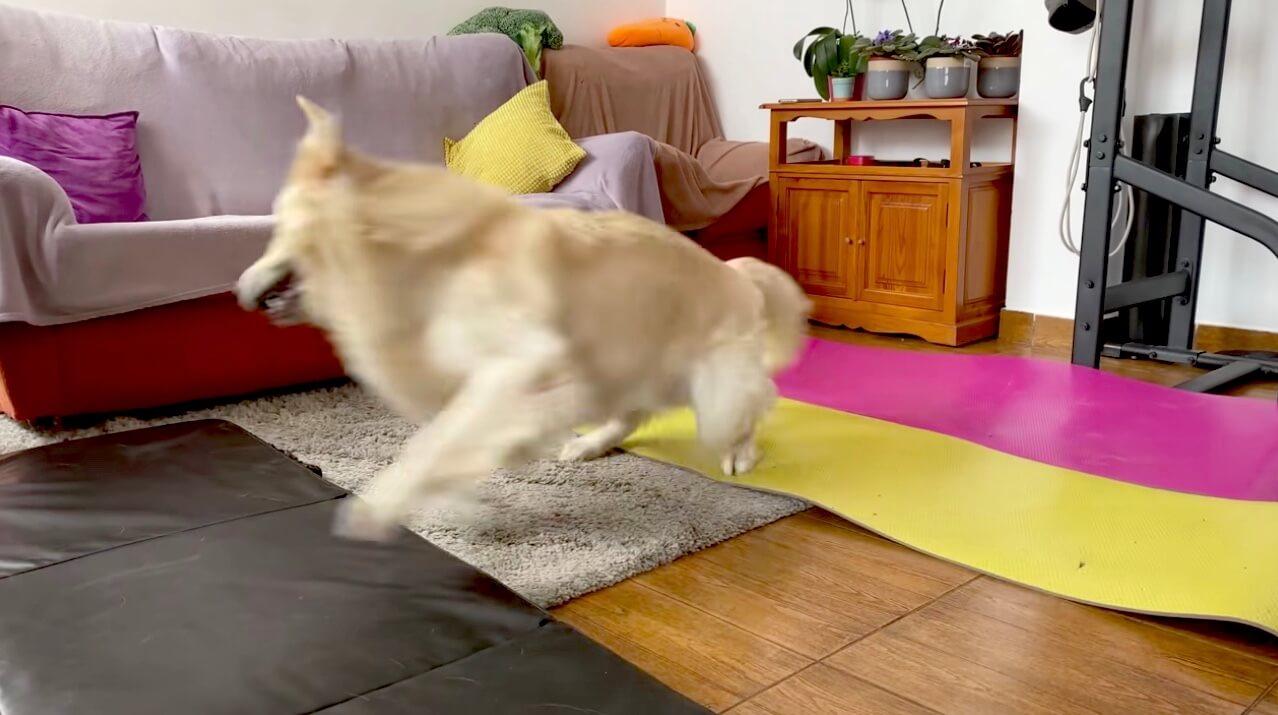 ゴールデンレトリーバー,動画