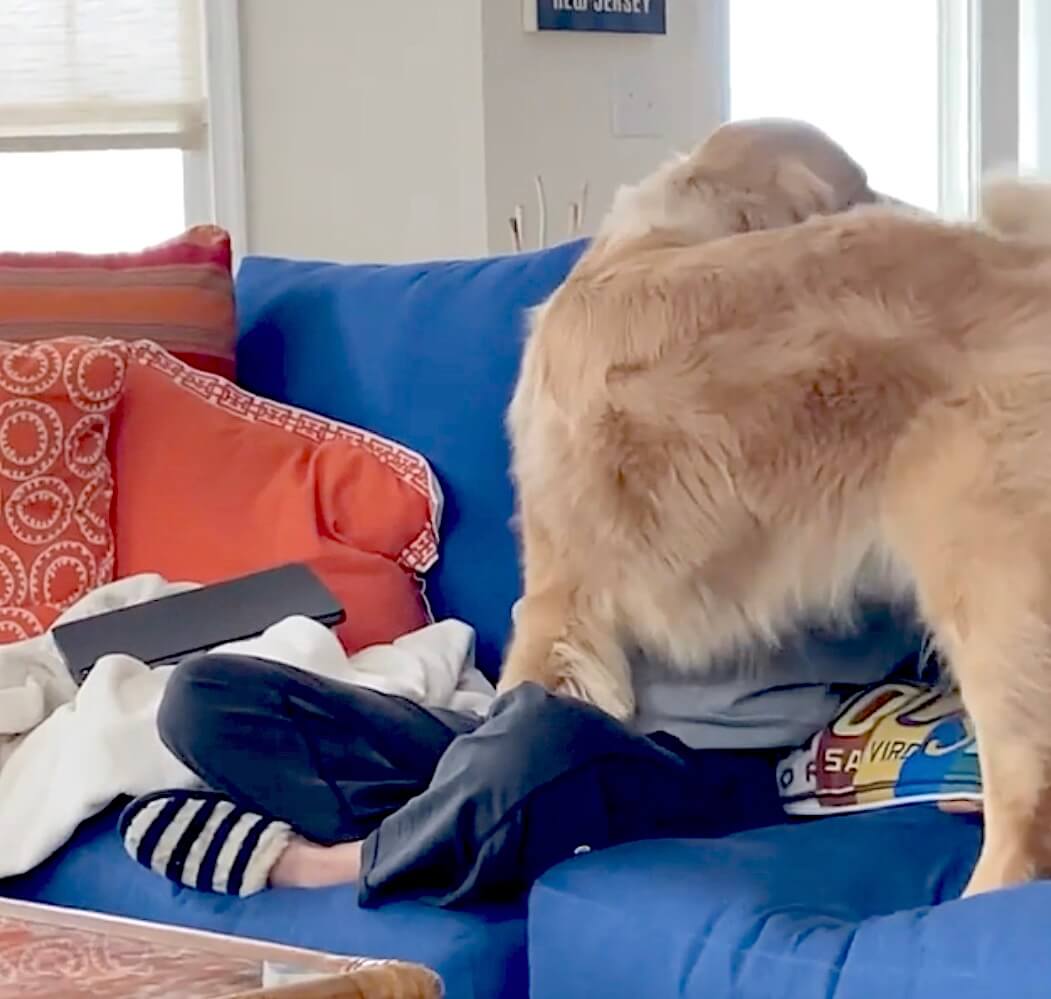 ゴールデンレトリーバー,動画