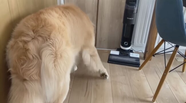 ゴールデンレトリーバー,動画