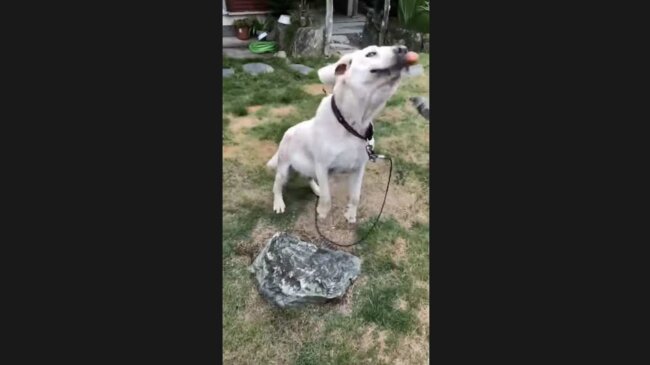 ラブラドールレトリーバー,動画