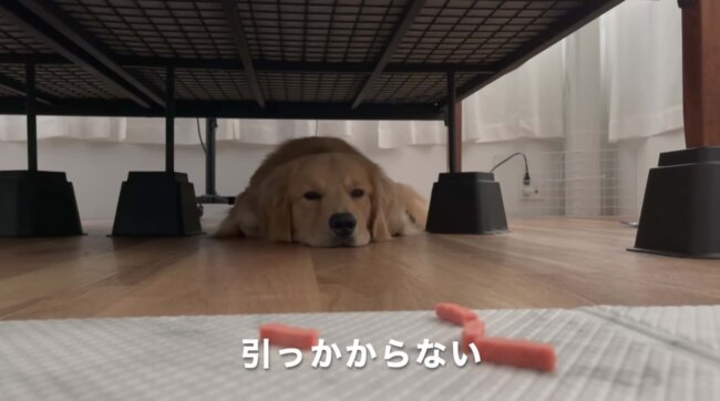 ゴールデンレトリーバー,動画