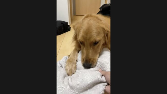 ゴールデンレトリーバー,動画