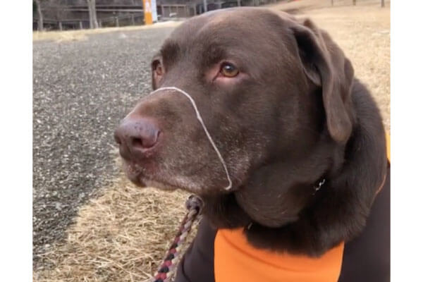 ラブラドールレトリーバー,動画