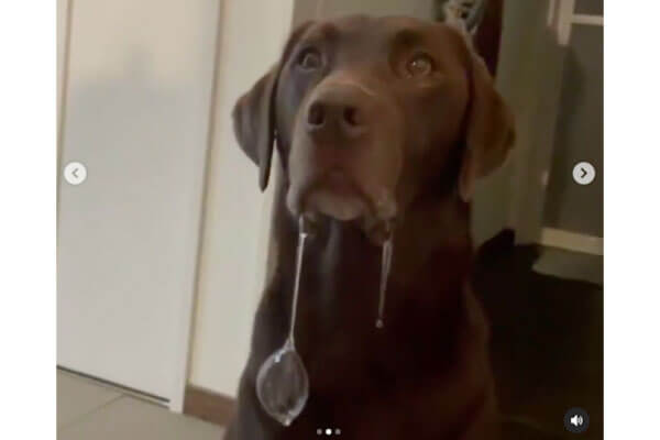 ラブラドールレトリーバー,動画