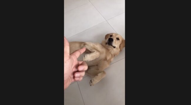 ゴールデンレトリーバー,動画