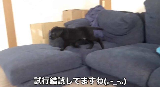 ラブラドールレトリーバー,動画