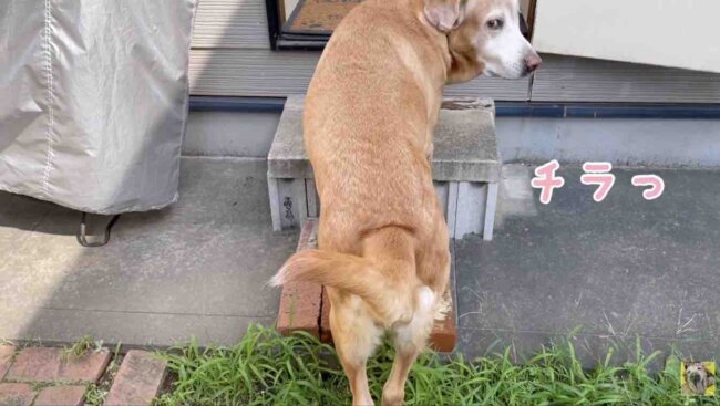 ラブラドールレトリーバー,動画