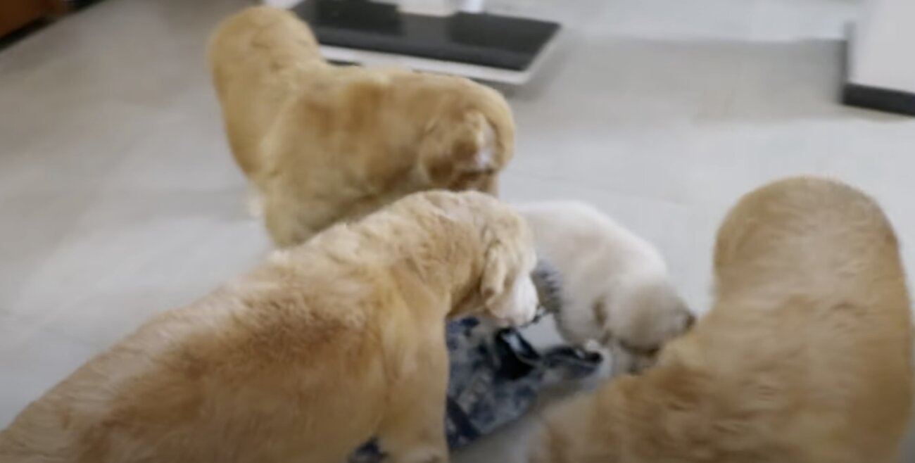 ゴールデンレトリーバー,動画