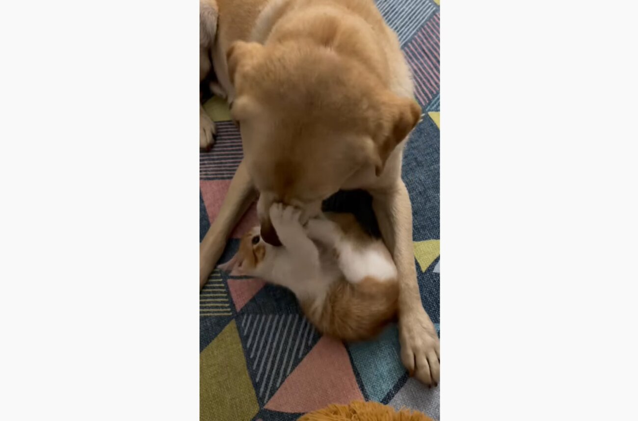 ラブラドールレトリーバー,動画