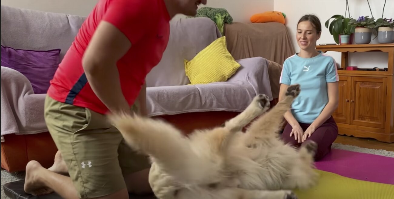 ゴールデンレトリーバー,動画