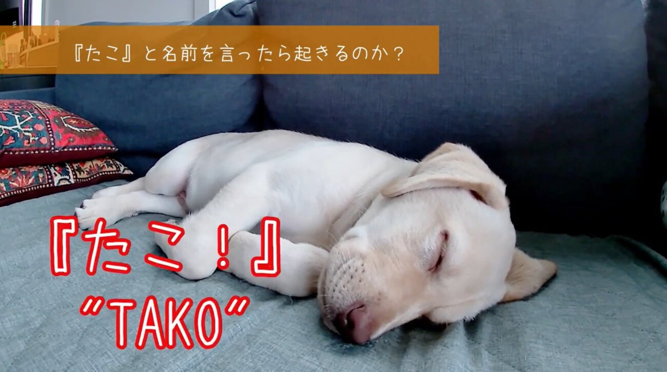 ラブラドールレトリーバー,動画