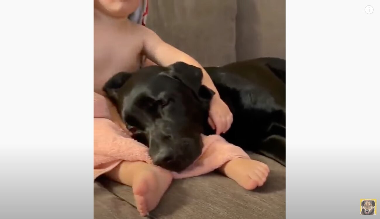 ラブラドールレトリーバー,動画