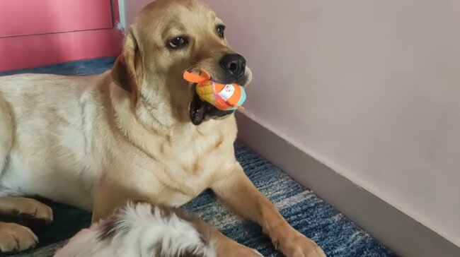 ラブラドールレトリーバー,動画