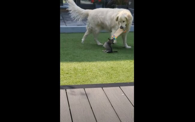 ゴールデンレトリーバー,動画