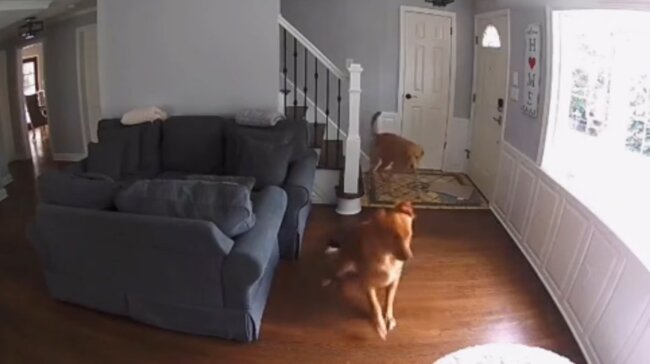 ゴールデンレトリーバー,動画