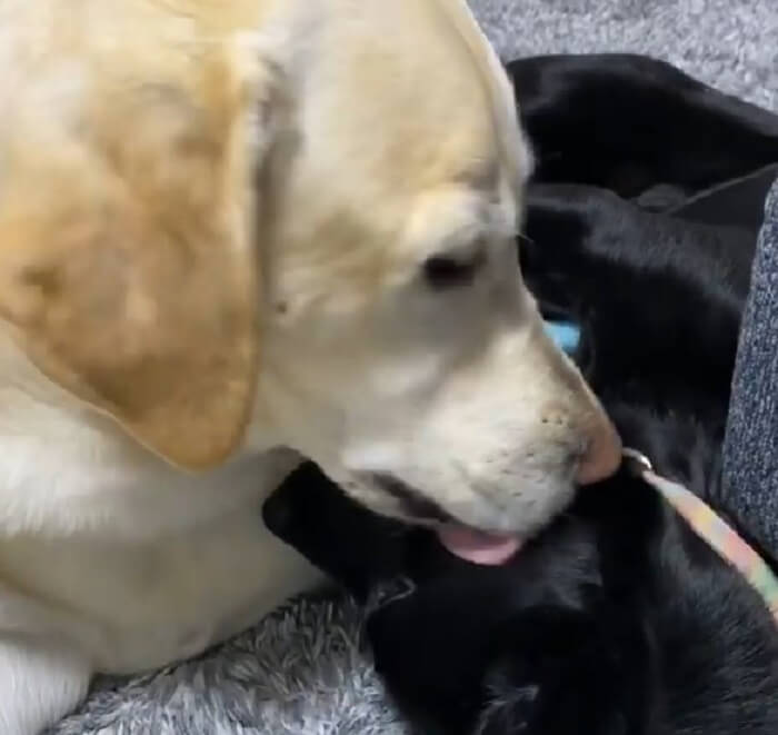 ラブラドールレトリーバー,動画