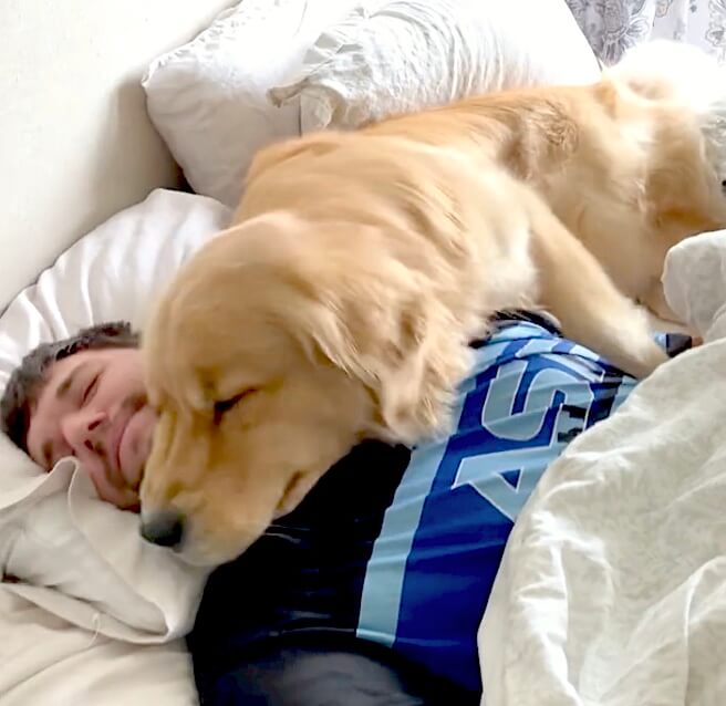 ゴールデンレトリーバー,動画