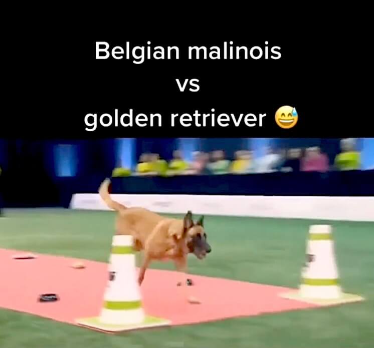 ゴールデンレトリーバー,動画