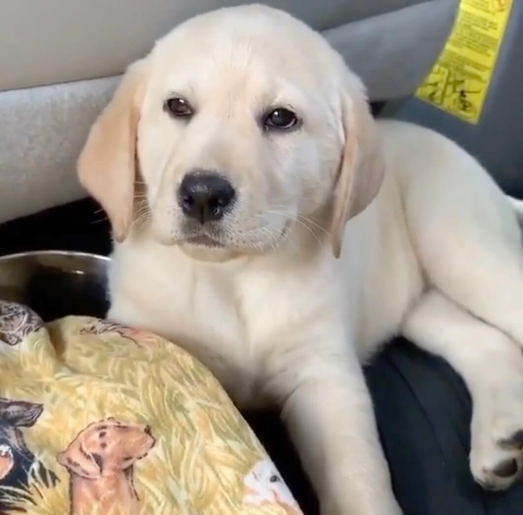 ラブラドールレトリーバー,動画