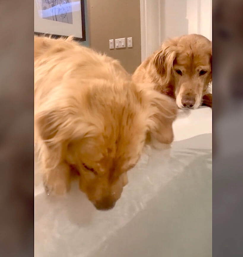 ゴールデンレトリーバー,動画