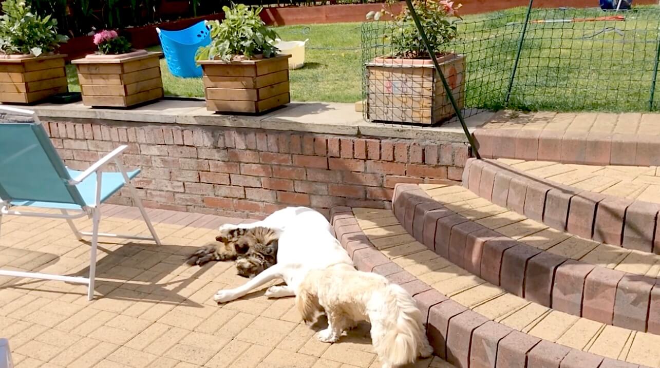 ラブラドールレトリーバー,動画