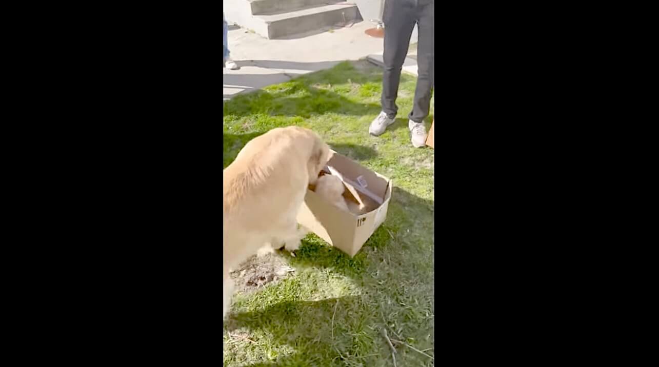 ゴールデンレトリーバー,動画