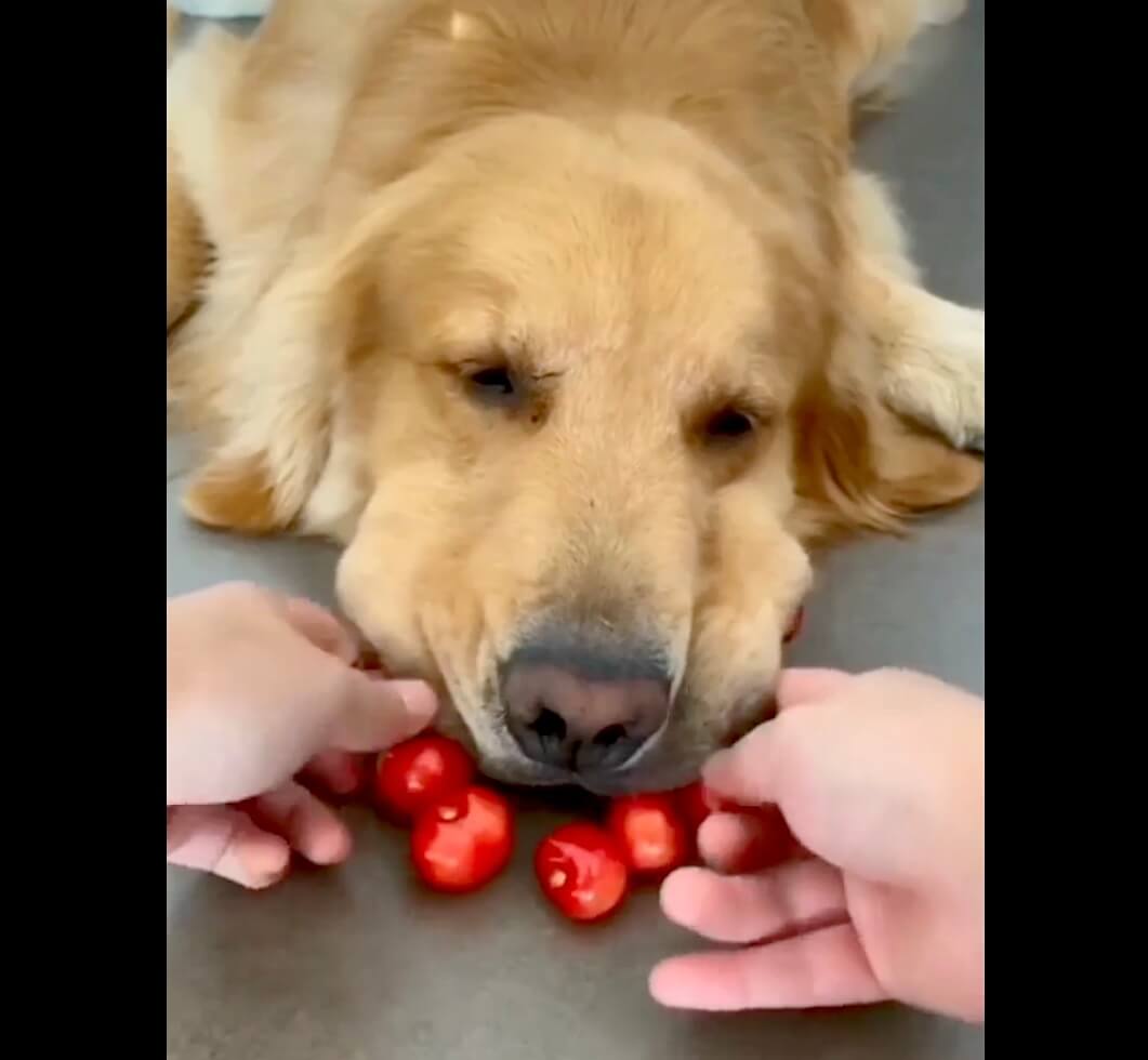 ゴールデンレトリーバー,動画