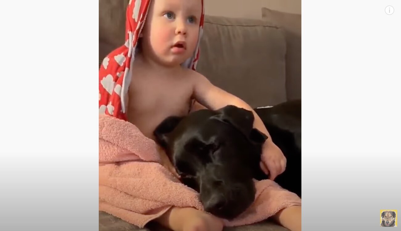 ラブラドールレトリーバー,動画