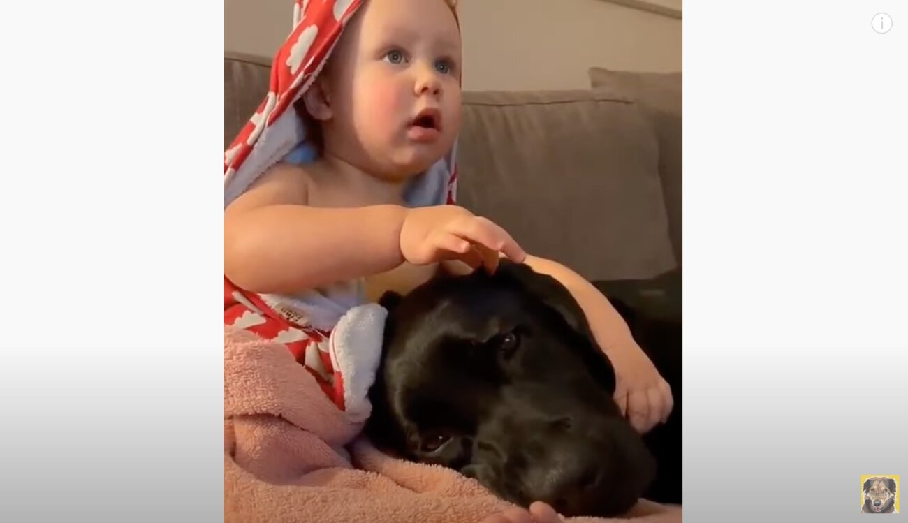 ラブラドールレトリーバー,動画