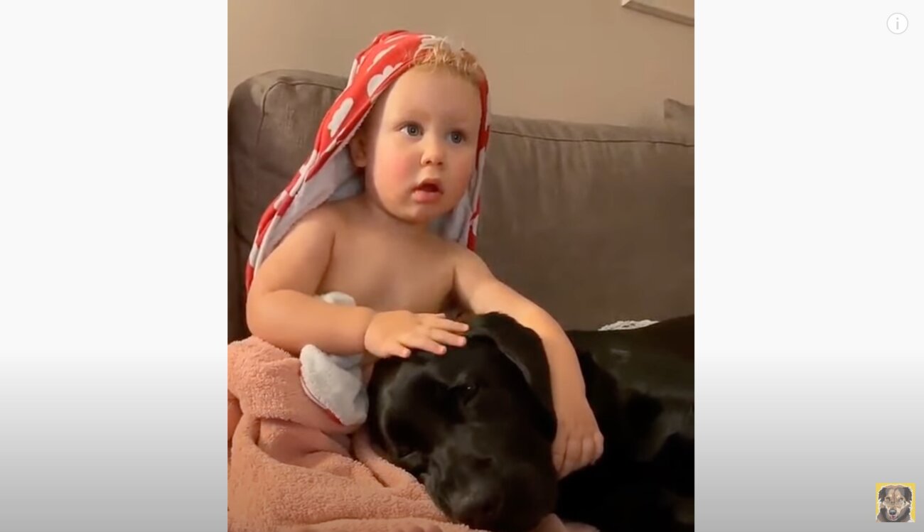 ラブラドールレトリーバー,動画