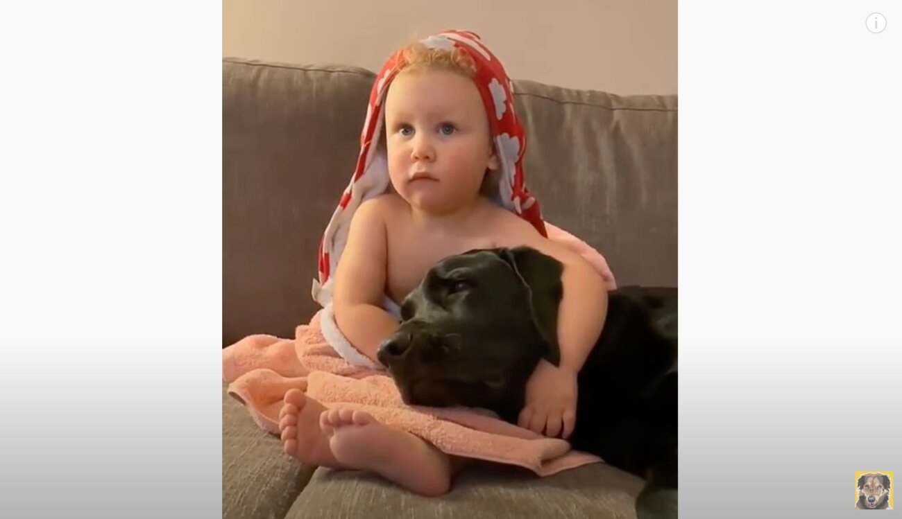 ラブラドールレトリーバー,動画