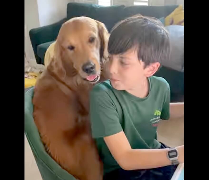 ゴールデンレトリーバー,動画