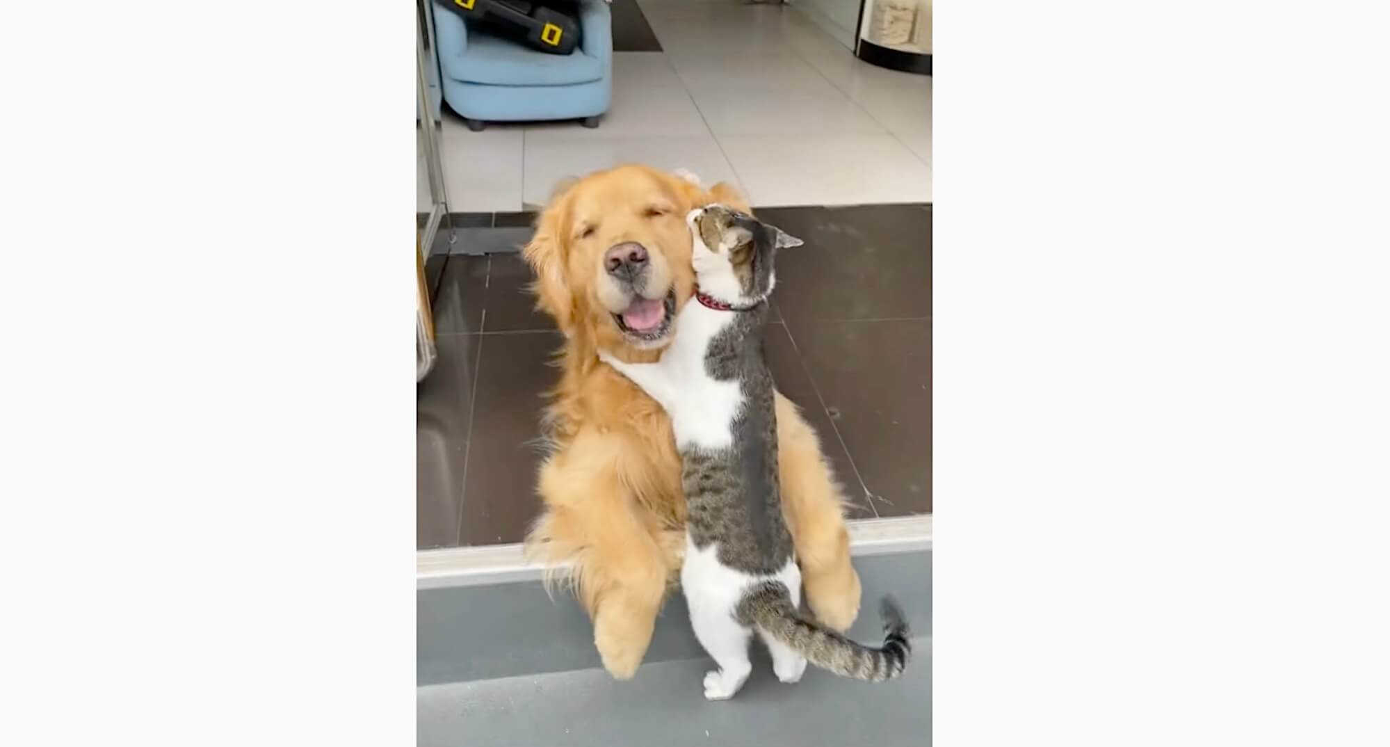 ゴールデンレトリーバー,動画