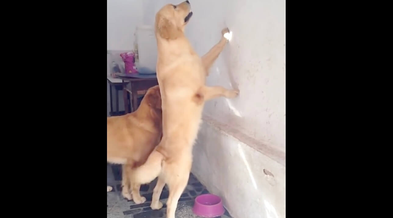 ラブラドールレトリーバー,動画