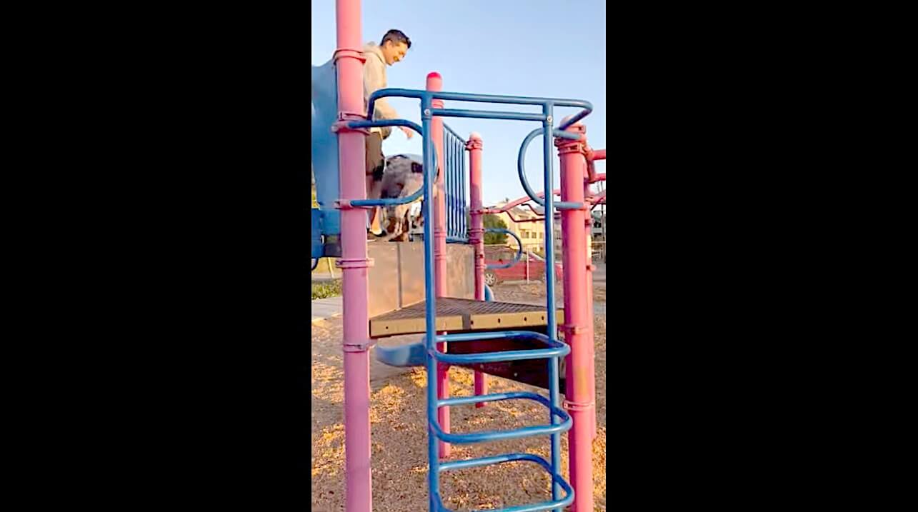 ラブラドールレトリーバー,動画