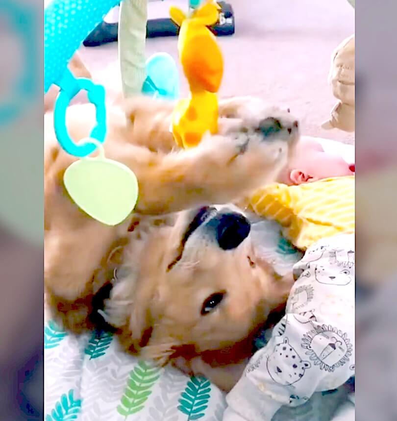 ゴールデンレトリーバー,動画