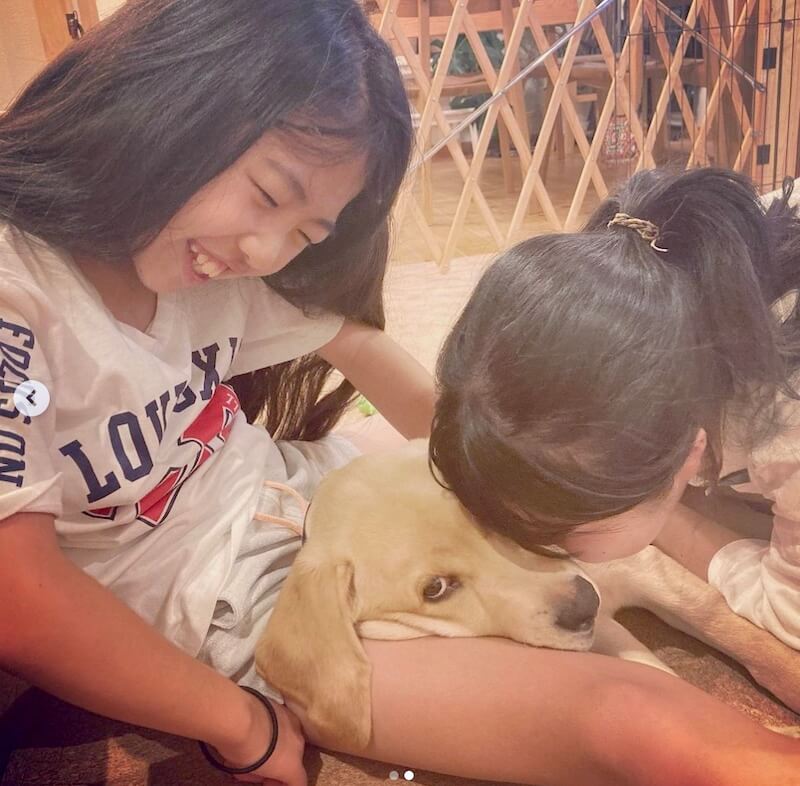 ラブラドールレトリーバー,動画