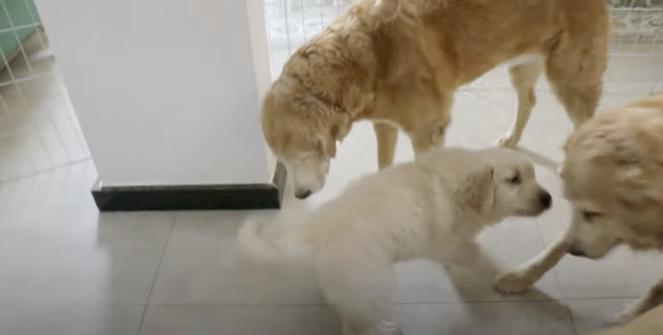 ゴールデンレトリーバー,動画