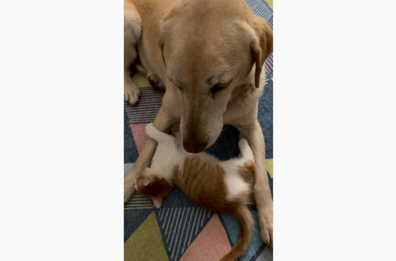 ラブラドールレトリーバー,動画