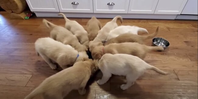 ゴールデンレトリーバー,動画