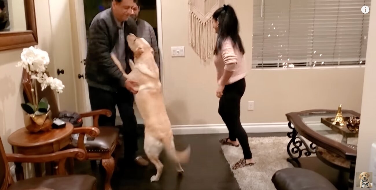 ラブラドールレトリーバー,動画